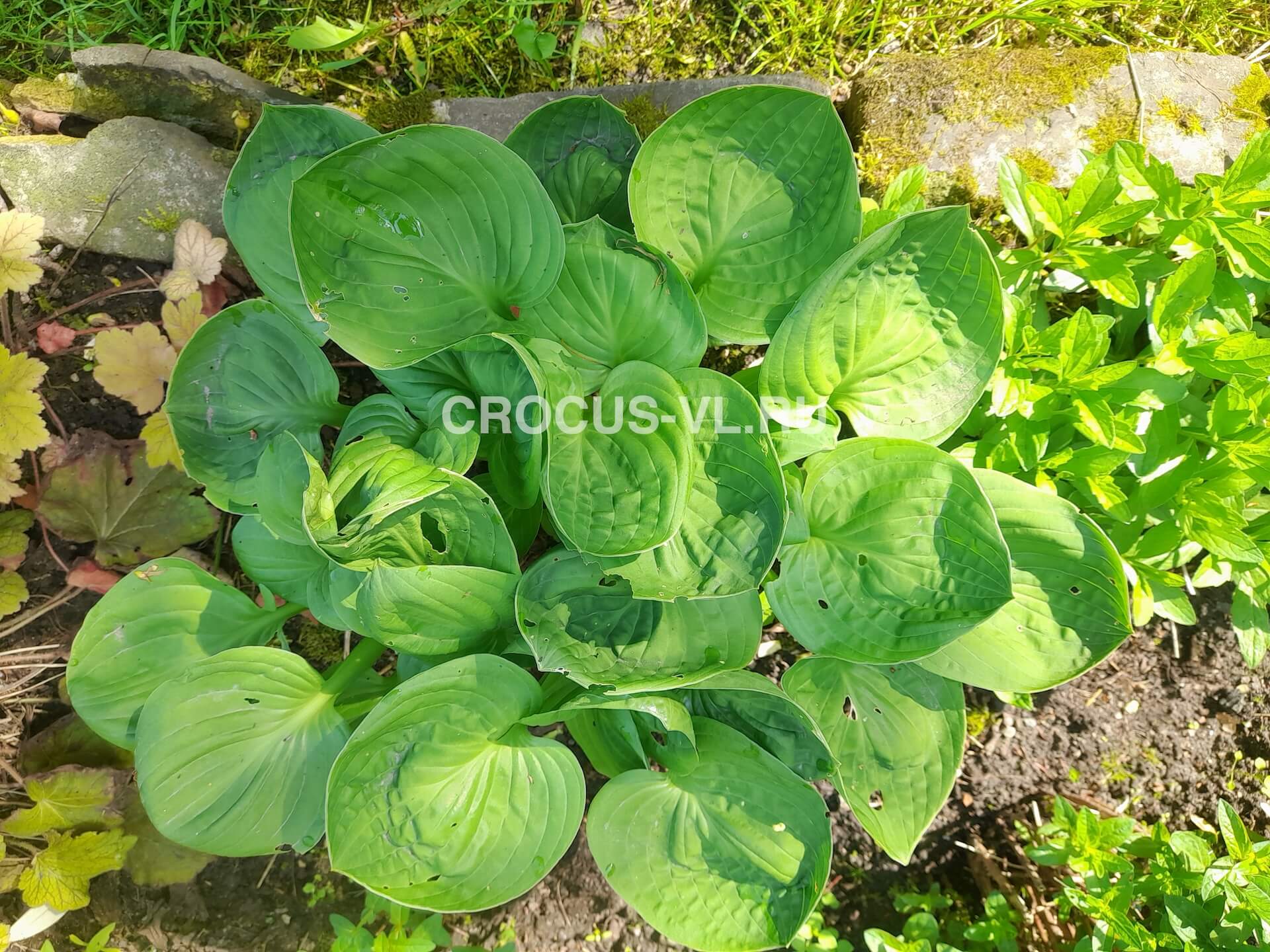 Хоста гибридная «Nippers»